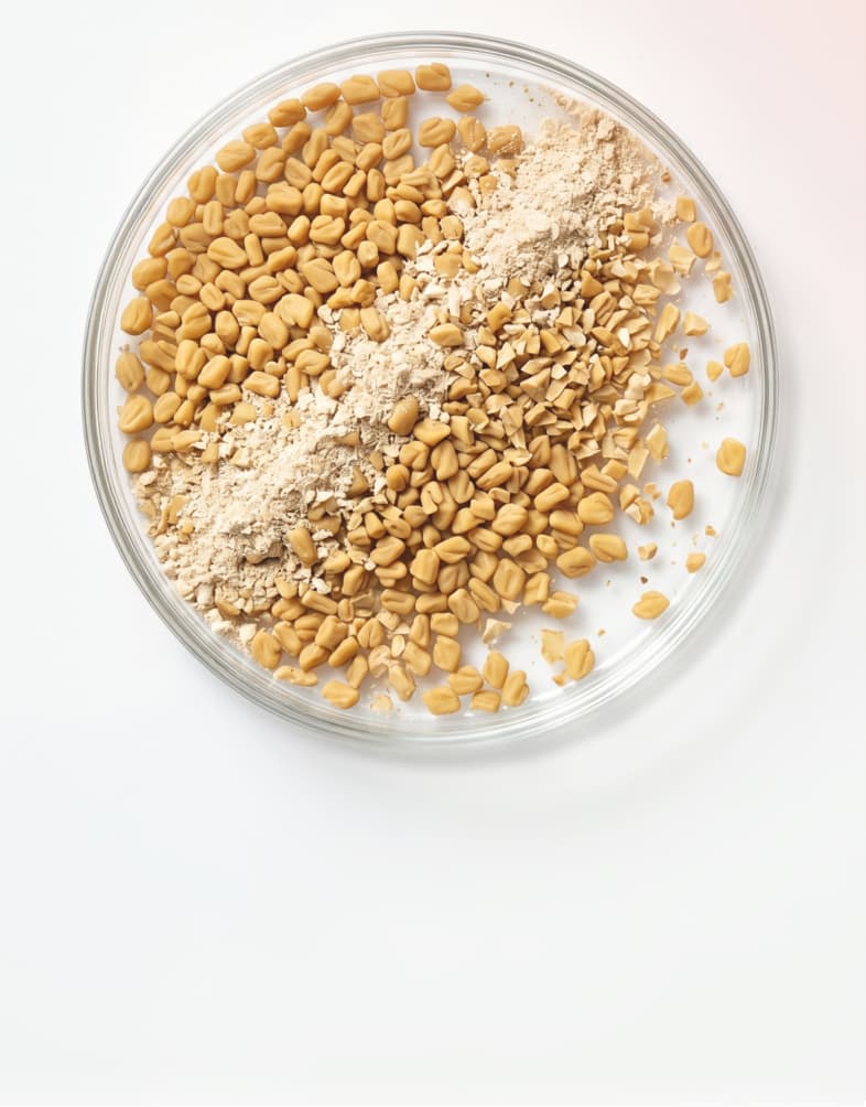 Fenugreek